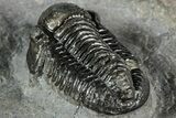 Detailed Gerastos Trilobite Fossil - Morocco #351276-3